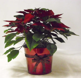 Poinsettia from Beck's Flower Shop & Gardens, in Jackson, Michigan